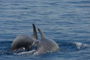 flottielje kroatie dolfijnen