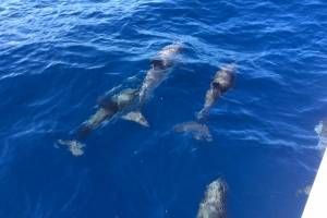 Flottielje zeilen met dolfijnen