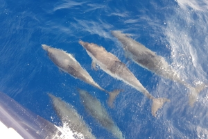zeilboot huren en dolfijnen zeilboot huren en dolfijnen