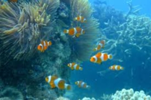 Renggis clownfish.jpg